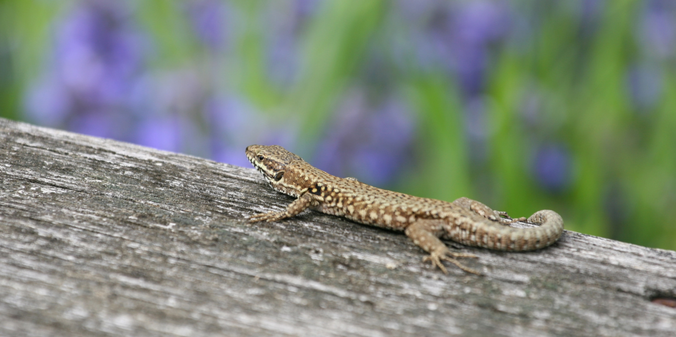 Lézard des murailles